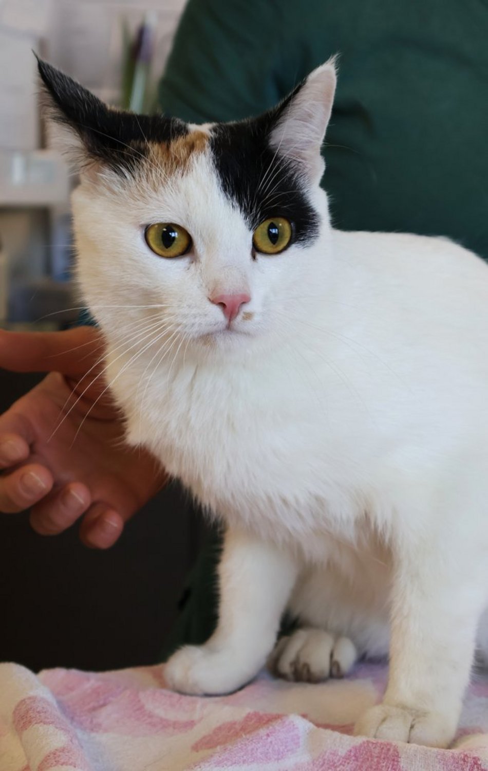 Tosia szuka swojego ktosia. Kotka czeka cierpliwie w schronisku w Łodzi