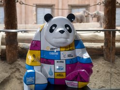 Łódź. Wyjątkowa panda zawitała do Łodzi. Niezwykły prezent z okazji 10. rocznicy partnerstwa z Chengdu