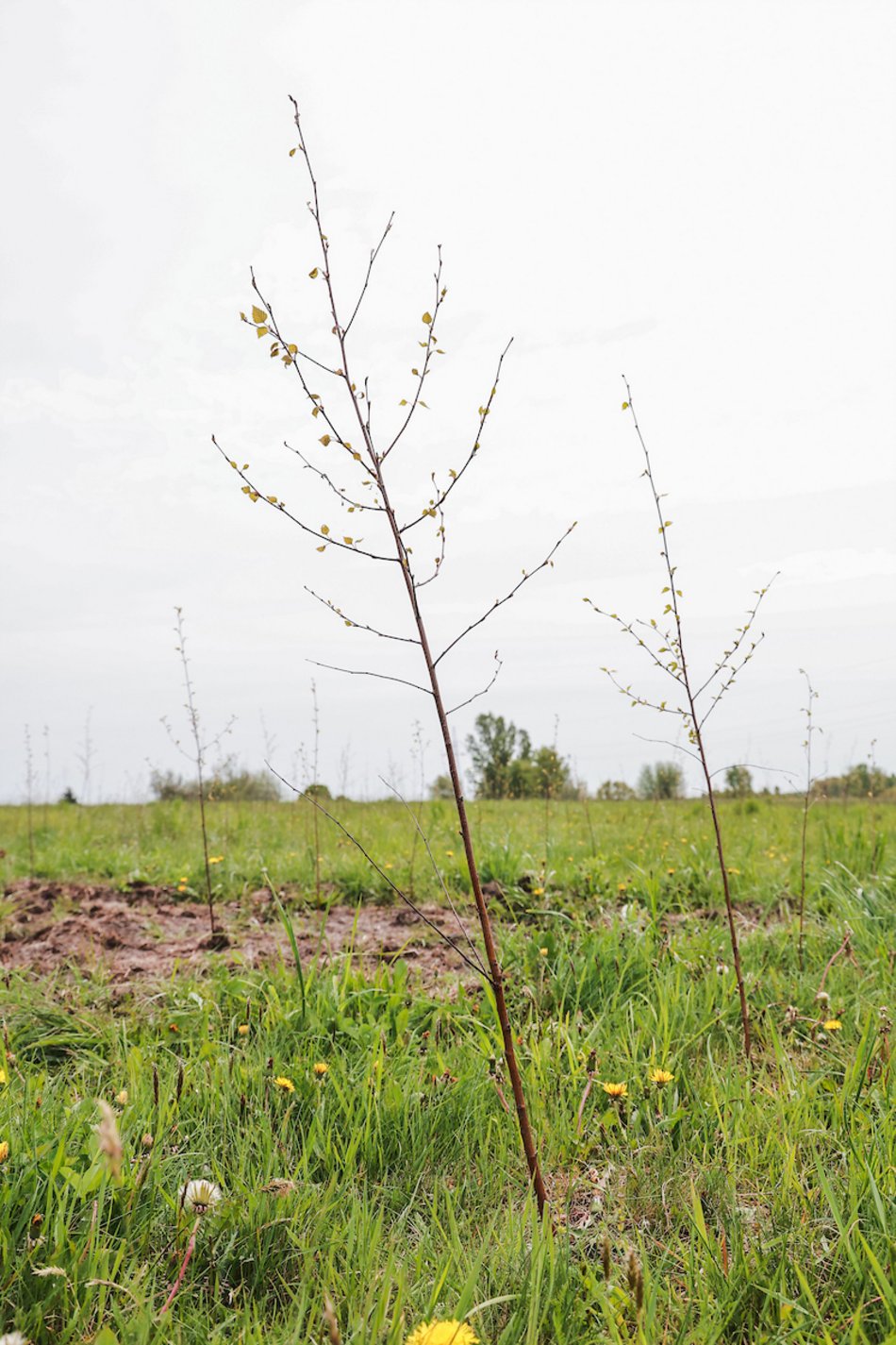 Łódź. Z 15 tysięcy małych sadzonek powstanie prawdziwy gaj!