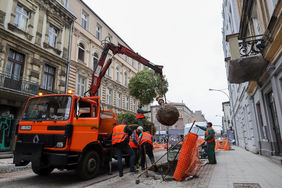 Sadzenie drzew w centrum Łodzi