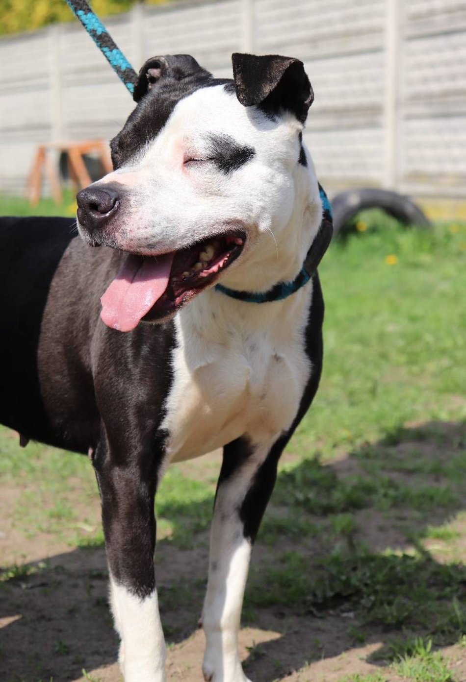 Łódź. Lulu ze schroniska w Łodzi to otwarty i kontaktowy psiak. Podaruj jej nowy dom!
