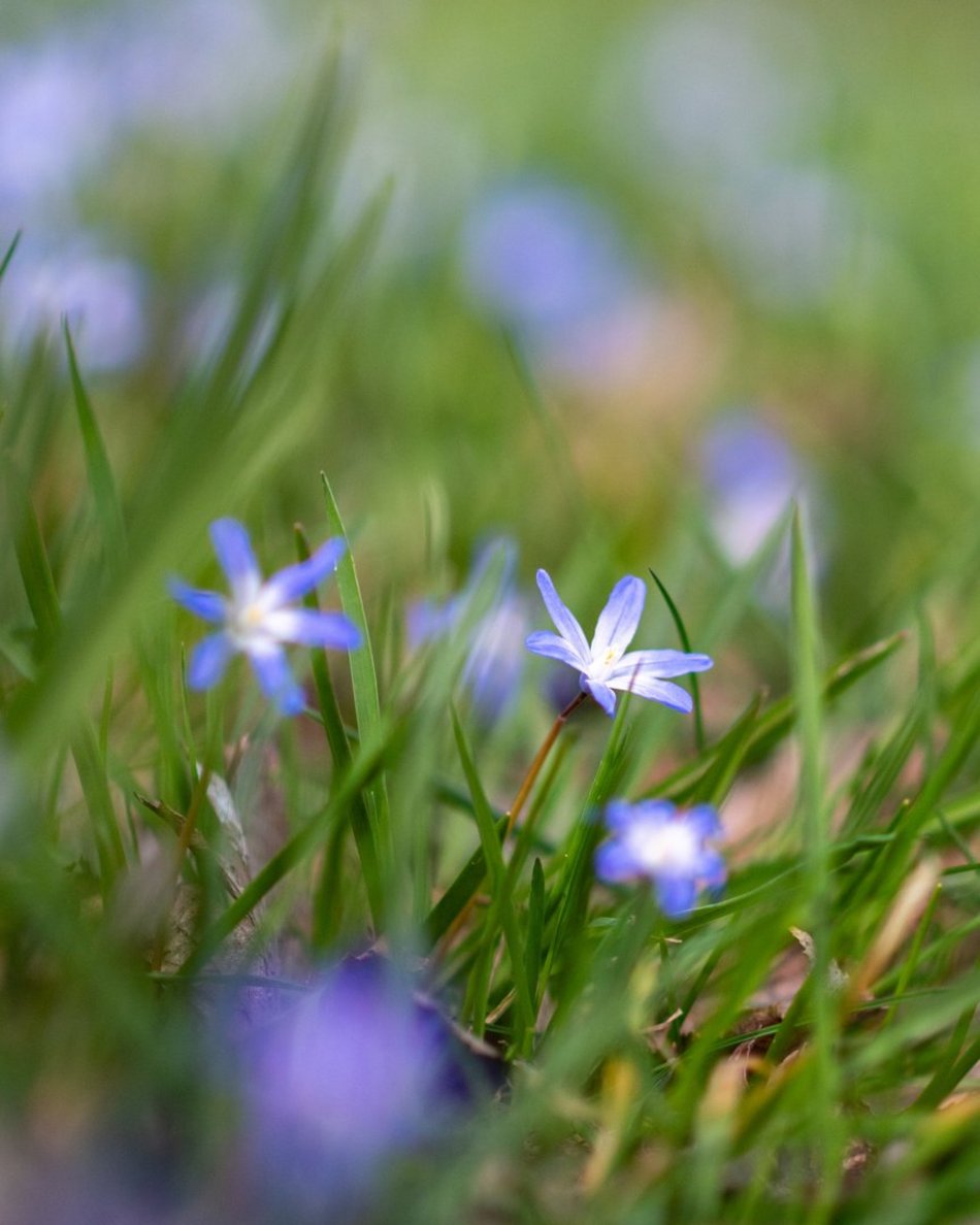 Wiosenny Ogród Botaniczny w Łodzi. Spacer wśród budzącej się do życia przyrody
