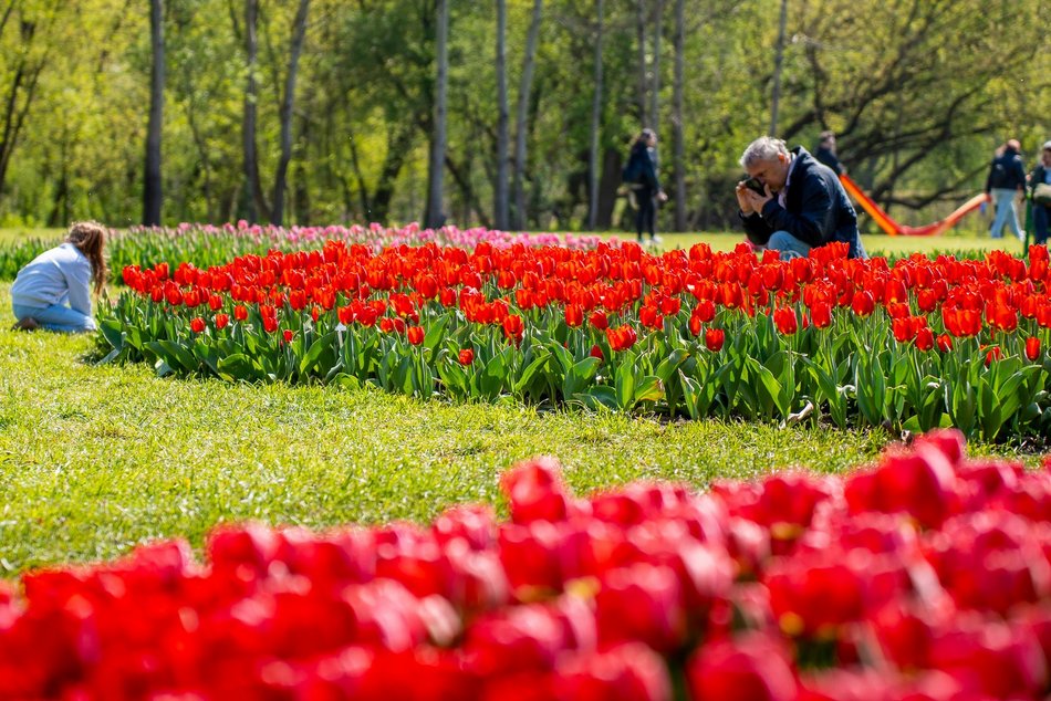 Łódź. Tysiące tulipanów w Ogrodzie Botanicznym w Łodzi. Przyjdź i zobacz je na własne oczy!