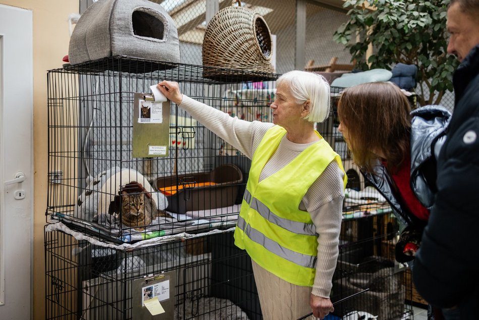 Łódź. Kocie walentynki w schronisku w Łodzi. Zobacz zdjęcia ze spotkania adopcyjnego