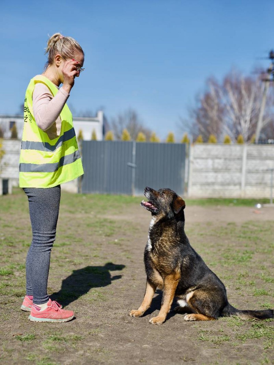 Łódź. Pies Skubi ze schroniska w Łodzi