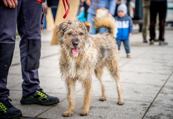 Łódź. Światowy Dzień Zwierząt w Łodzi. Pogadanki, pokazy psów i koni, atrakcje dla dzieci i więcej