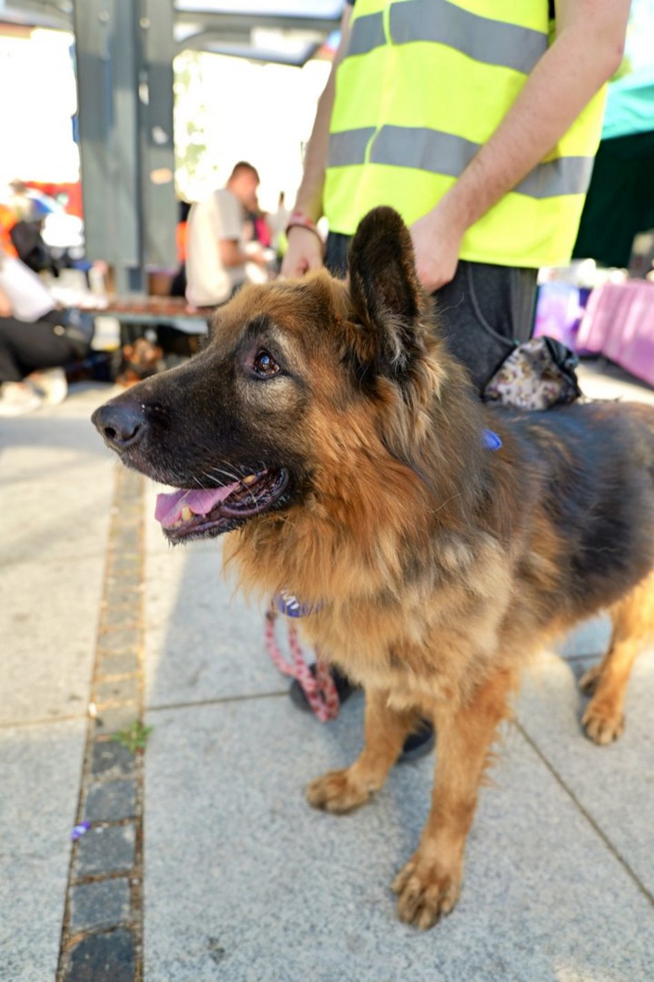 Łódź. Światowy Dzień Zwierząt na Starym Rynku w Łodzi. Psy, konie, a nawet... jerze!