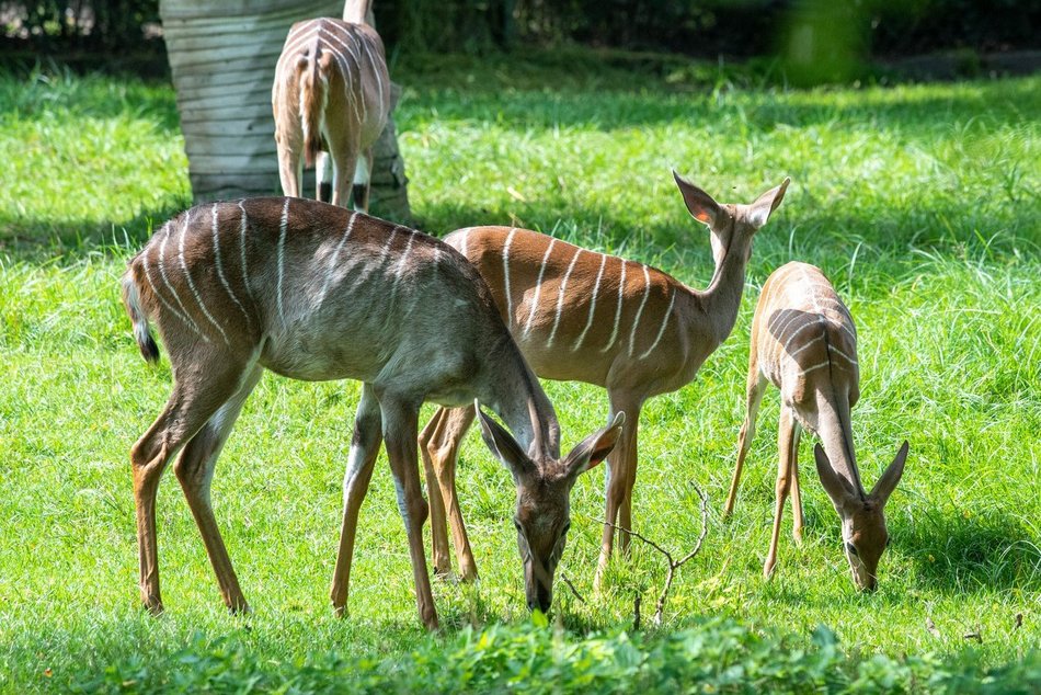 Orientarium Zoo Łódź. Jedyne stado kudu małych w Polsce. Co to za zwierzęta?