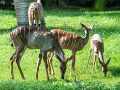 Orientarium Zoo Łódź. Jedyne stado kudu małych w Polsce. Co to za zwierzęta?