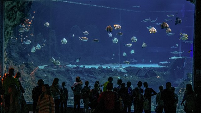 Orientarium Zoo Łódź z wyjątkową propozycją. Przyjdź nocą i poznaj podwodny świat!