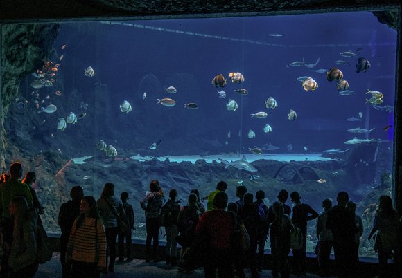 Podwodny świat w Orientarium Zoo Łódź