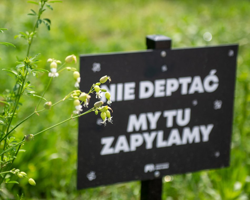 Łódź. Bez nich nie ma życia. Łódź dba o pszczoły nie tylko w Światowy Dzień Pszczół