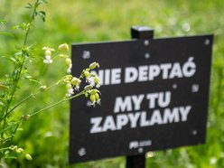 Łódź. Bez nich nie ma życia. Łódź dba o pszczoły nie tylko w Światowy Dzień Pszczół