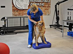 archiwum Fizjo-Pet-Med Kliniki Rehabilitacji Zwierząt w Łodzi