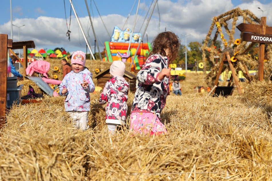 Farma Dyniowa w Pasażu Łódzkim