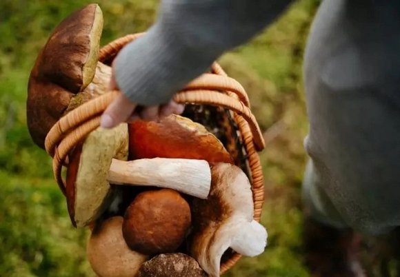 Spacer mykologiczny po Brusie. Wybierz się na grzybobranie pod okiem specjalisty