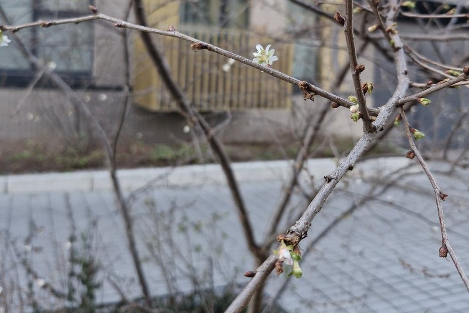 Łódź. Na osiedlu Fuzja kwitną już drzewa