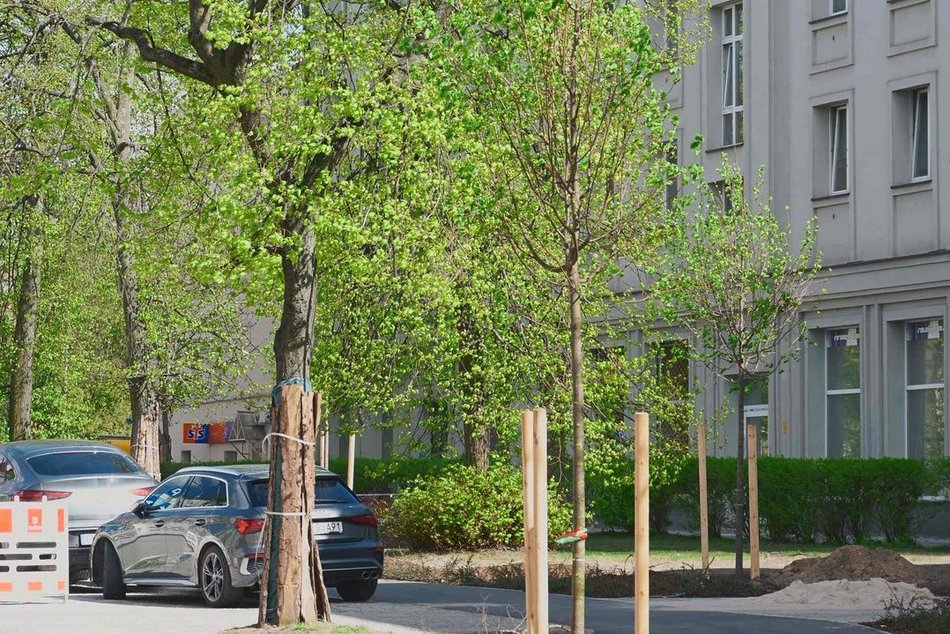 Łódź. Zielona rewolucja na Lutomierskiej w Łodzi. Posadzili ponad 20 nowych drzew!