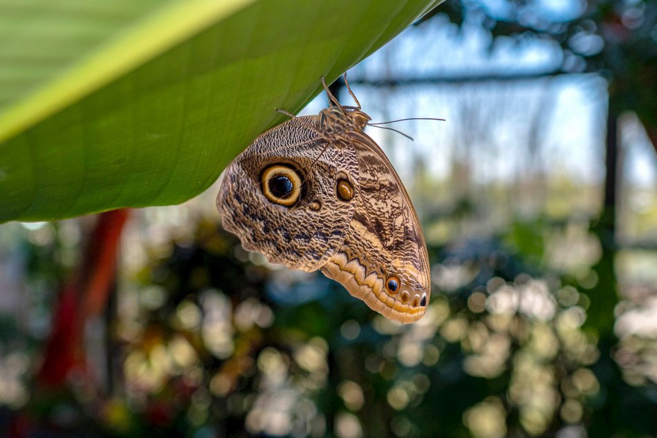 Łódź. Nowa motylarnia w Orientarium Zoo Łódź już otwarta! Największe takie miejsce w Polsce
