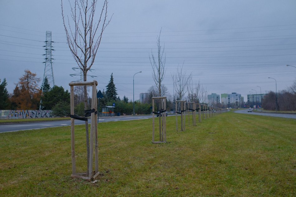 Łódź. Nasadzenia na ul. Puszkina w Łodzi