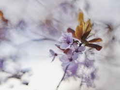 Łódź. Wiosna zagościła na skwerze przy Narutowicza i Sienkiewicza. Przyroda w Łodzi zachwyca!