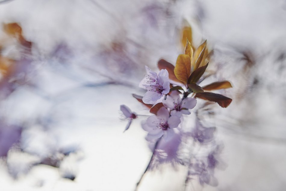 Łódź. Wiosna zagościła na skwerze przy Narutowicza i Sienkiewicza. Przyroda w Łodzi zachwyca!