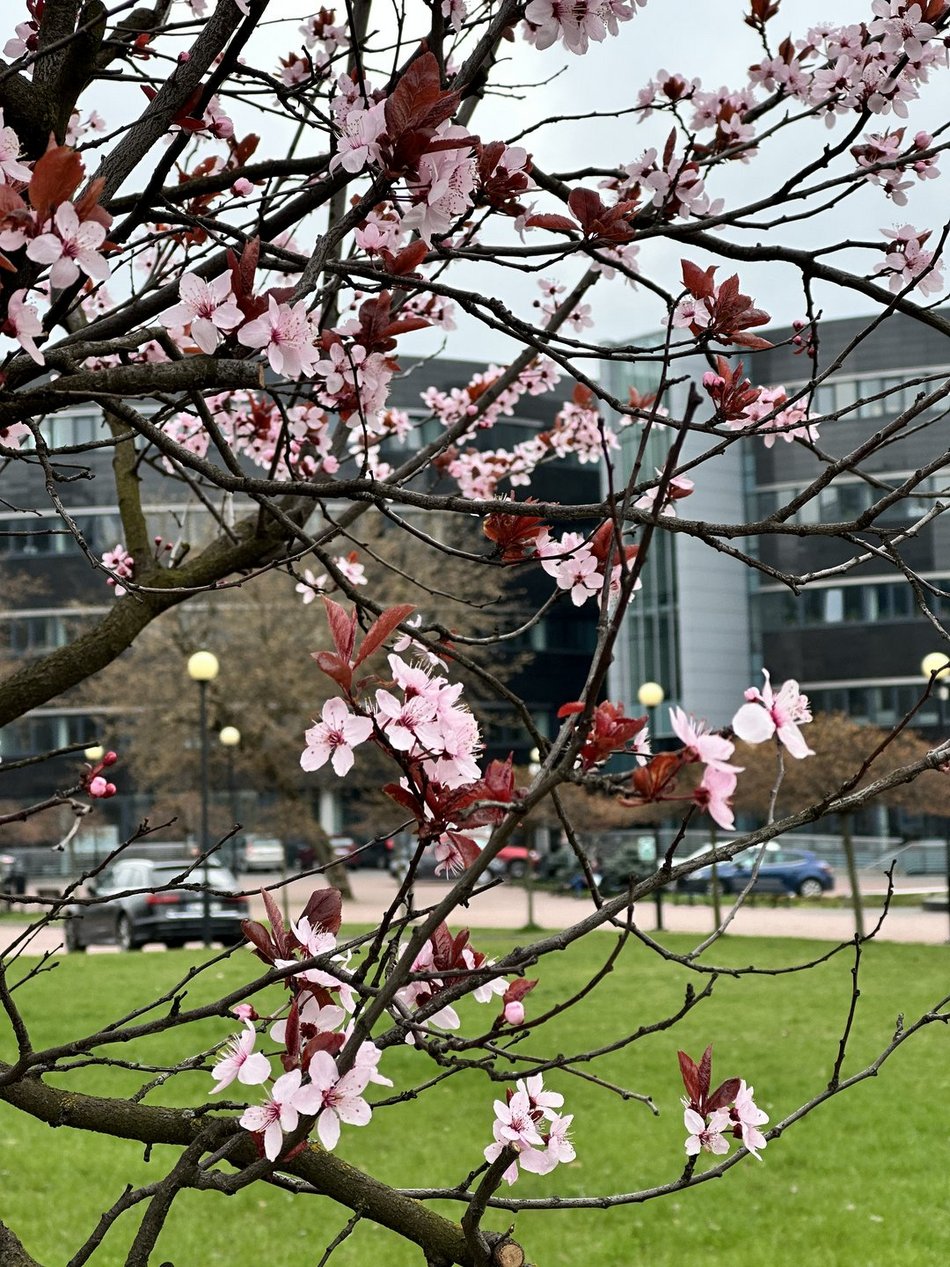 Wiosna rozgościła się w Łodzi!