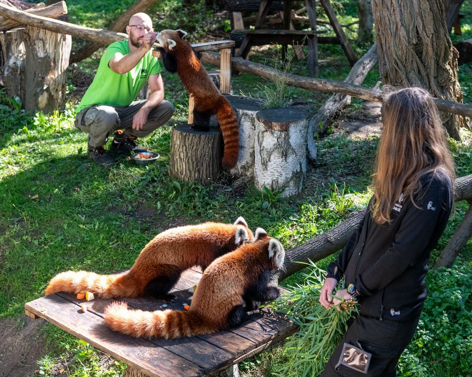Dzień pandy małej w Orientarium Zoo Łódź