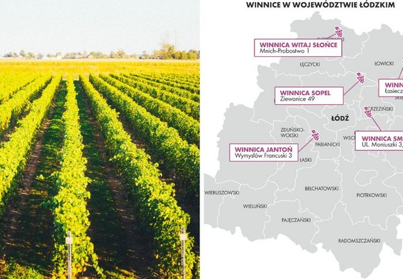 Winnice w województwie łódzkim