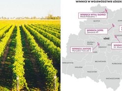 Winnice w województwie łódzkim