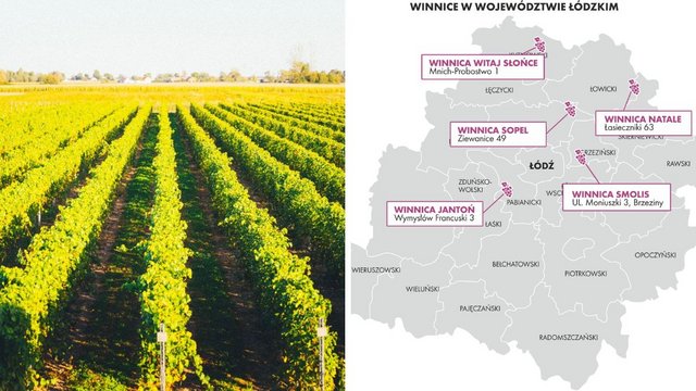 Виноградники в Лодзькому воєводстві. Де вони знаходяться і що пропонують? [ФОТО]