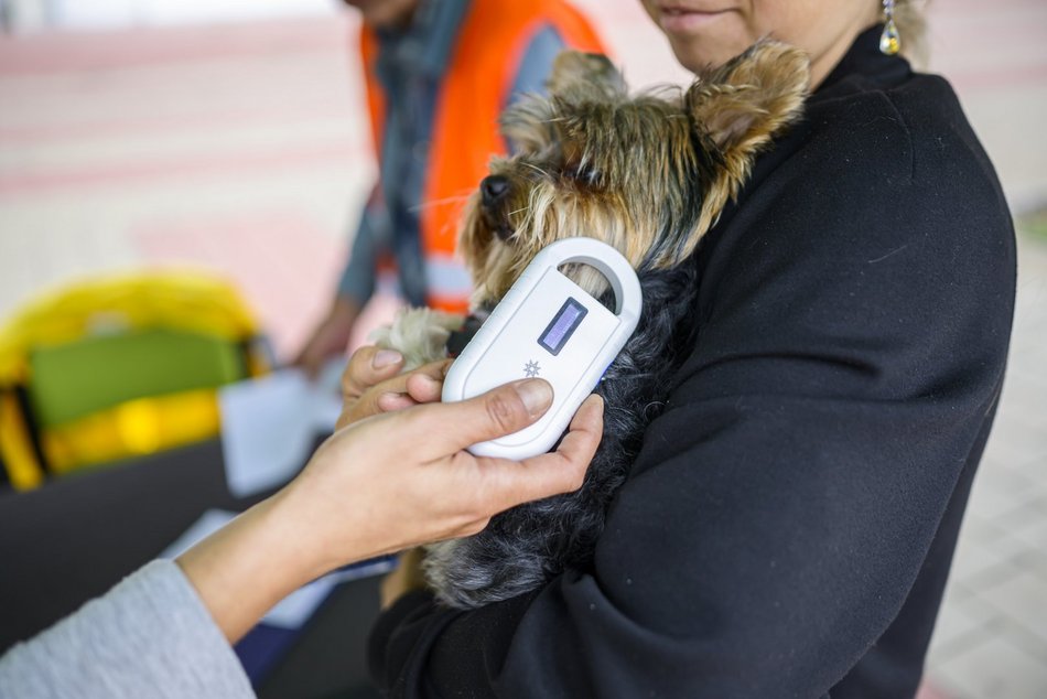 Widzew Łódź dla zwierzaków ze schroniska! Przyjdź na bezpłatne chipowanie i specjalny mecz