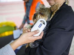 Widzew Łódź dla zwierzaków ze schroniska! Przyjdź na bezpłatne chipowanie i specjalny mecz