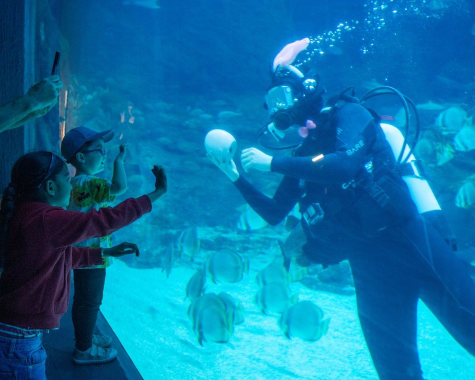 Łódź. Podwodny zając wielkanocny? Tylko w Orientarium Zoo Łódź!
