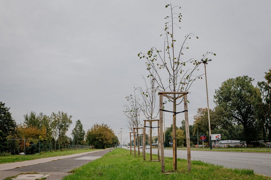 sadzenie drzew w mieście