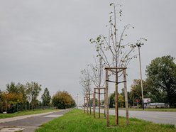 sadzenie drzew w mieście