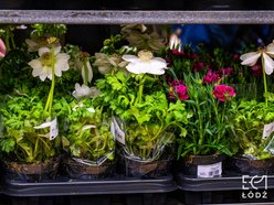 Łódź. Wiosenny Festiwal Roślin w EC1