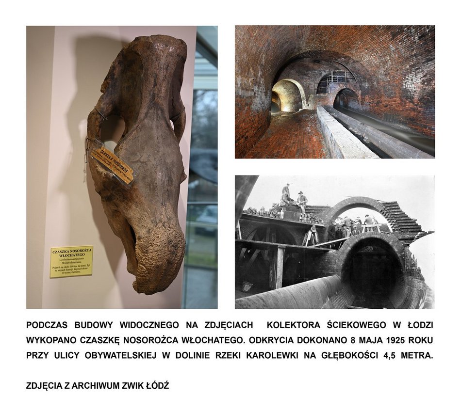 Łódź. Czaszka nosorożca włochatego z Karolewki