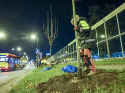 Łódź. Nowe drzewa przy Jana Pawła II