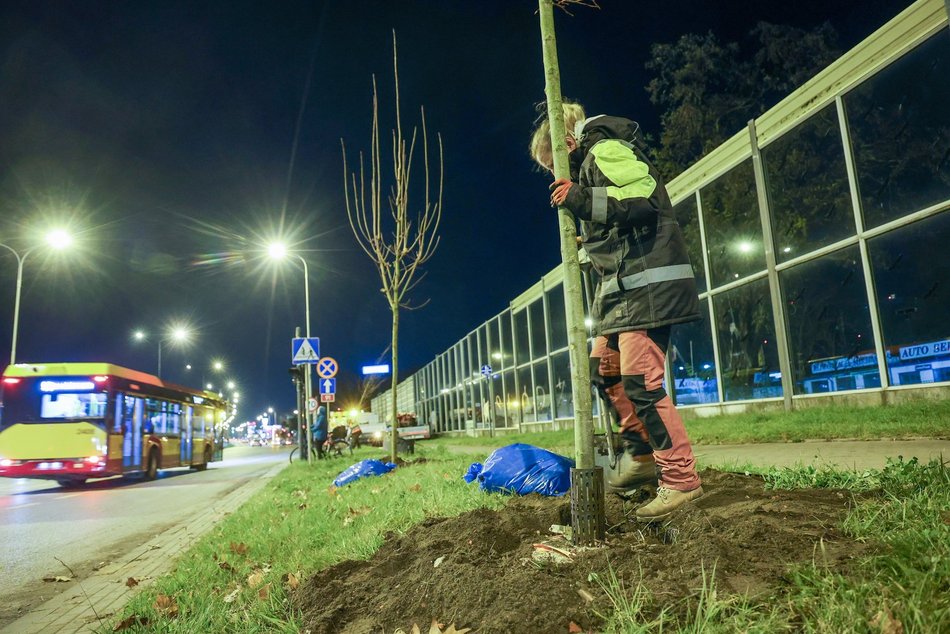 Łódź. Nowe drzewa przy Jana Pawła II