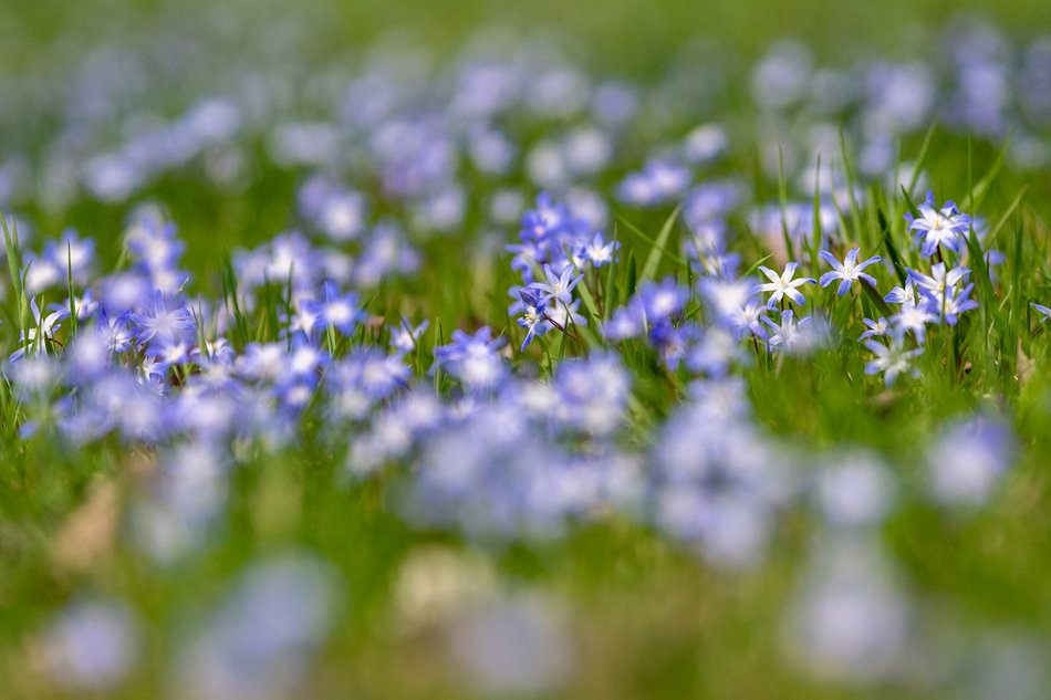 Wiosenny Ogród Botaniczny w Łodzi. Spacer wśród budzącej się do życia przyrody