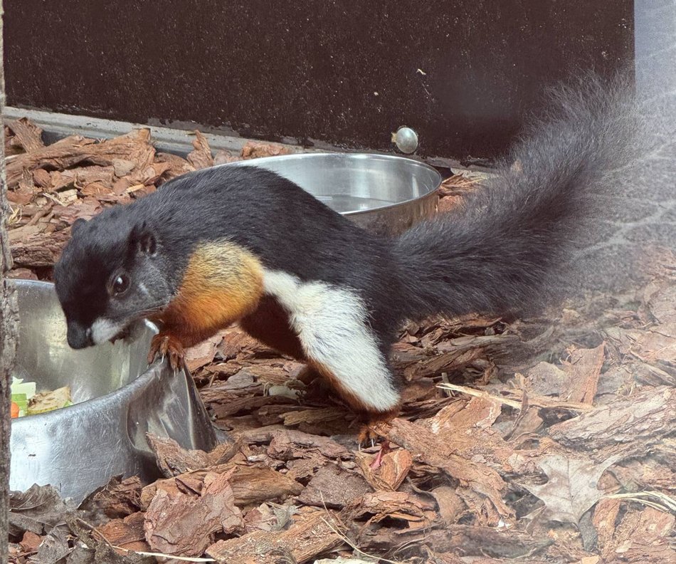 Łódź. Nowy, egzotyczny lokator Orientarium Zoo Łódź. Takiej wiewiórki nigdy nie widziałeś!