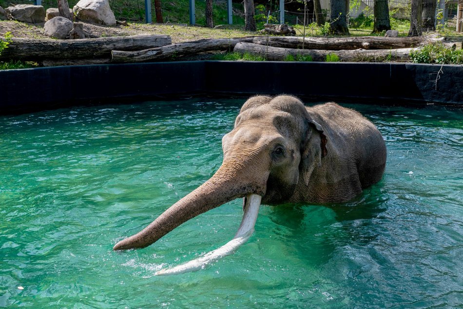 Łódź. Tego jeszcze nie było! Kąpiele słoni w Orientarium Zoo Łódź na wybiegu zewnętrznym!
