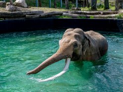 Łódź. Tego jeszcze nie było! Kąpiele słoni w Orientarium Zoo Łódź na wybiegu zewnętrznym!