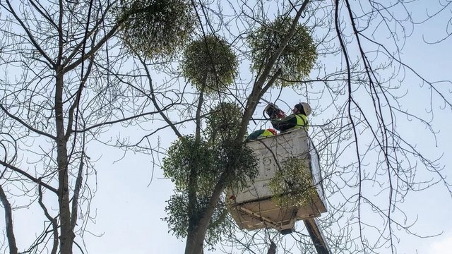 Jak Łódź dba zimą o zieleń w mieście? Trwają prace pielęgnacyjne 