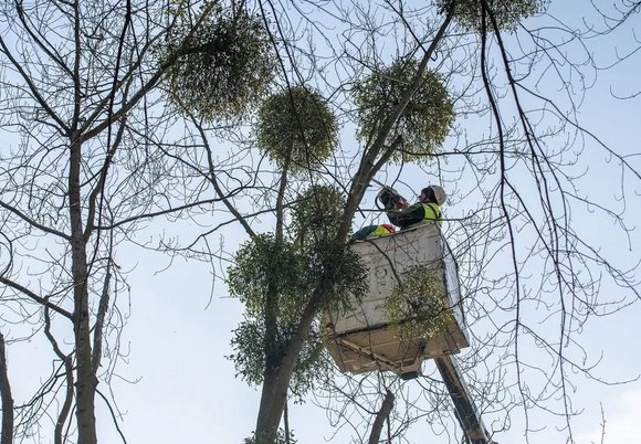 Jak Łódź dba zimą o zieleń w mieście? Trwają prace pielęgnacyjne 
