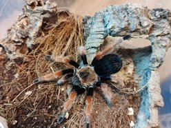 Brachypelma boehmei