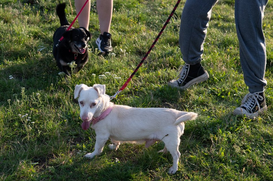 Łódź. Psia Polówka na Widzewskiej Górce. Psiaki przejęły dowodzenie!