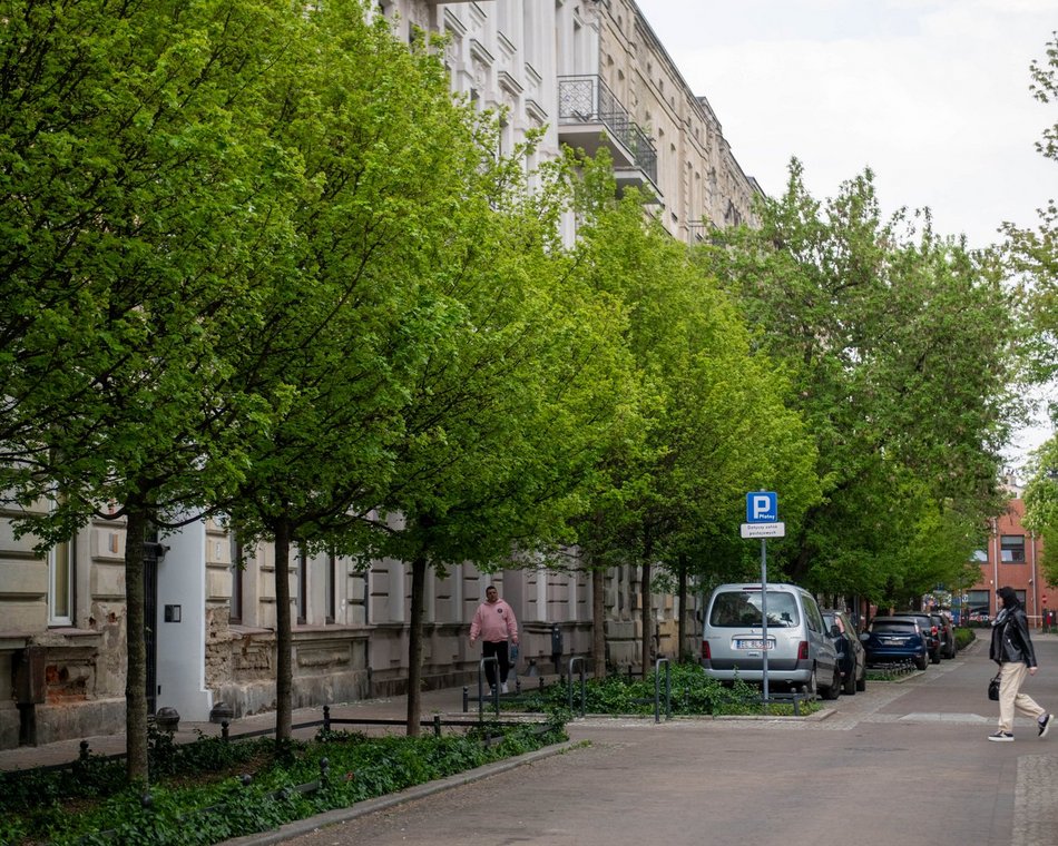 Łódź. Drzewa przy ul. 1 Maja w Łodzi