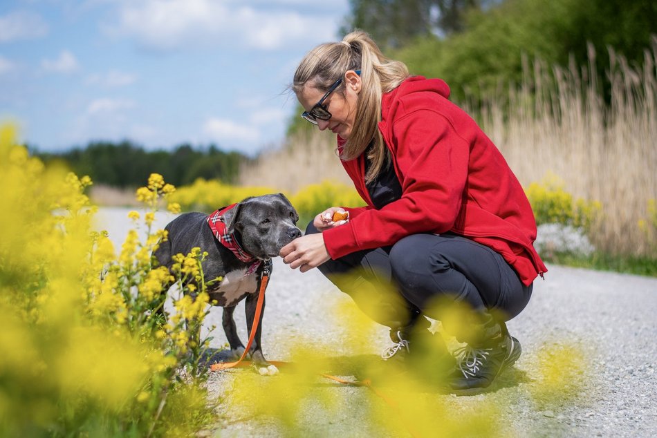 Łódź. Stowarzyszenie „Amstaffy Niczyje” z Łodzi zwalcza stereotypy. Siła i łagodność mogą iść w parze!